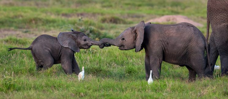 Well, Elephants Can Also Recognize Themselves in a Mirror