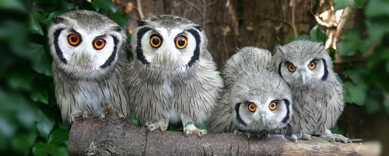 What Do We Call a Group of Owls?