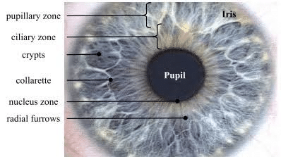 What Eye Colour Says About Baby's Personality