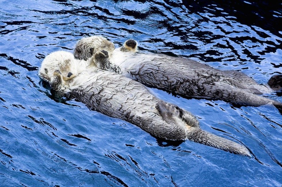 Why Do Sea Otters Hold Hands While Sleeping?