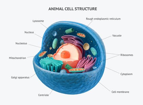 what does and animal cell look like