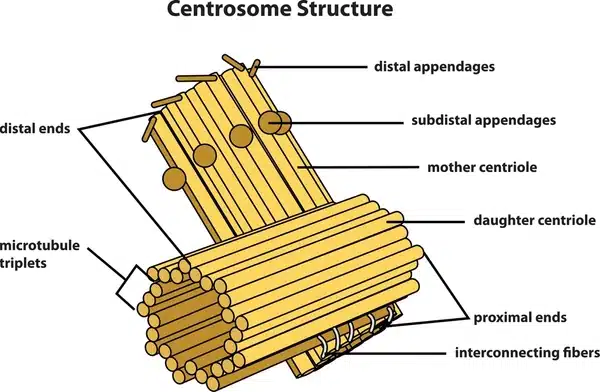 Centrosome .jpg