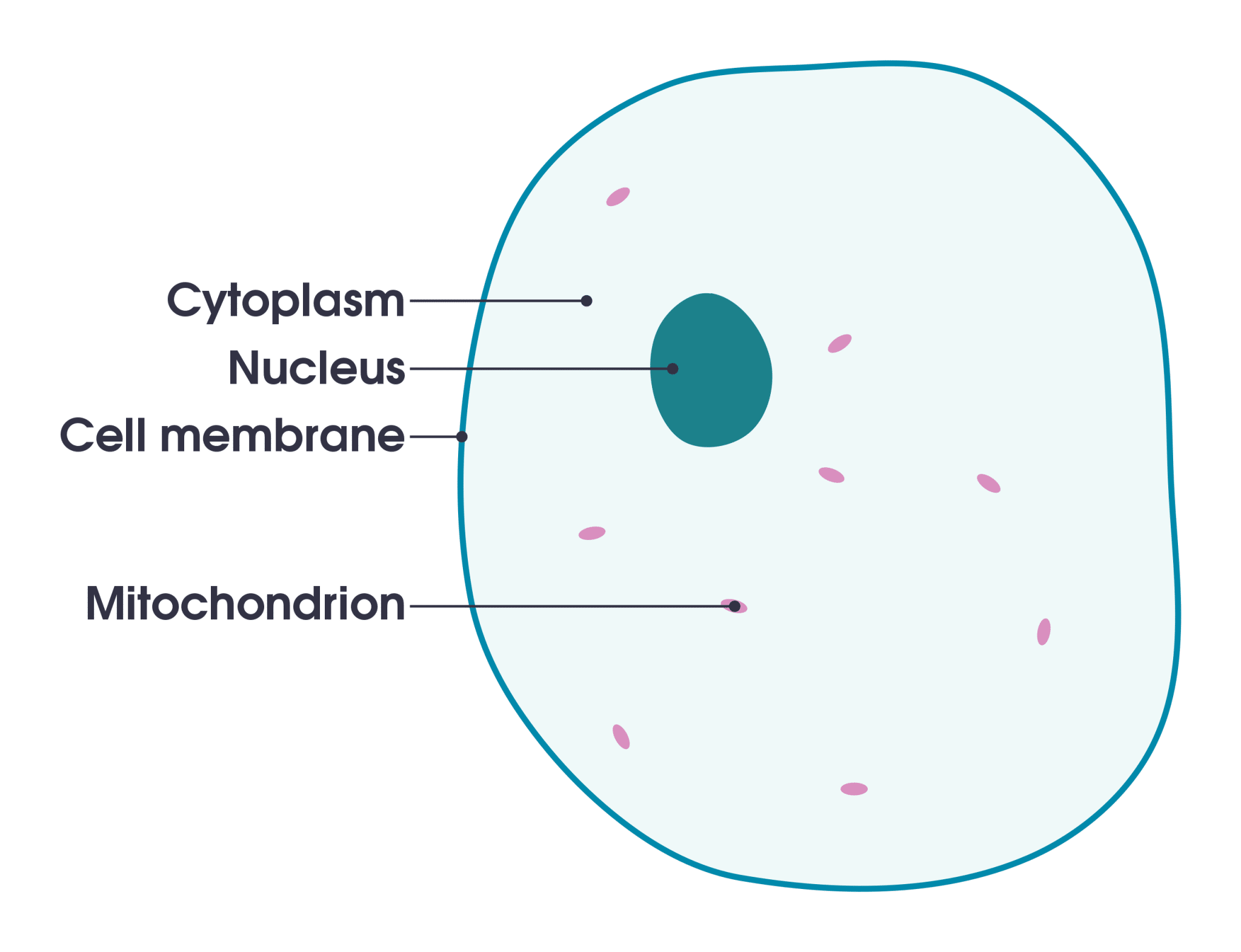 Cytoplasm .svg