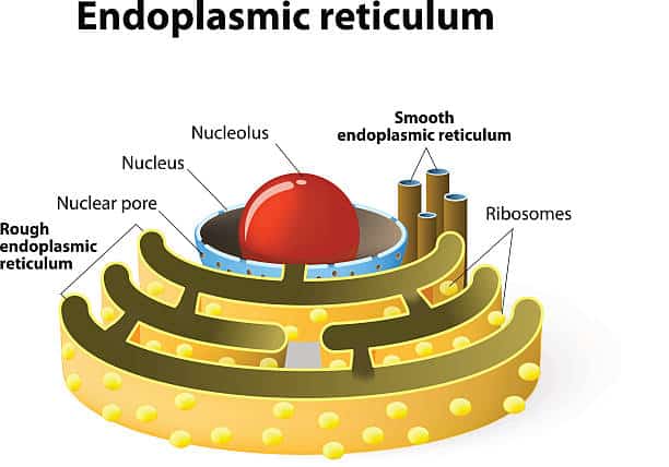 Endoplasmic Reticulum (ER)