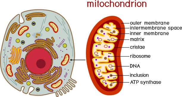 Mitochondrion