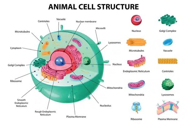 Pictorial Representation of An Animal Cell .jpg