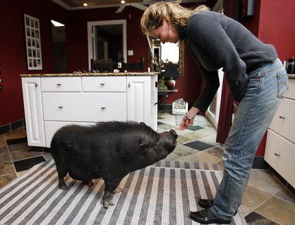 Can pigs really be trained like dogs or cats?