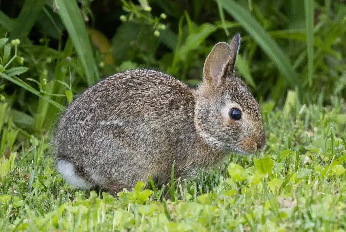 Eastern Cottontail (Rabbit)