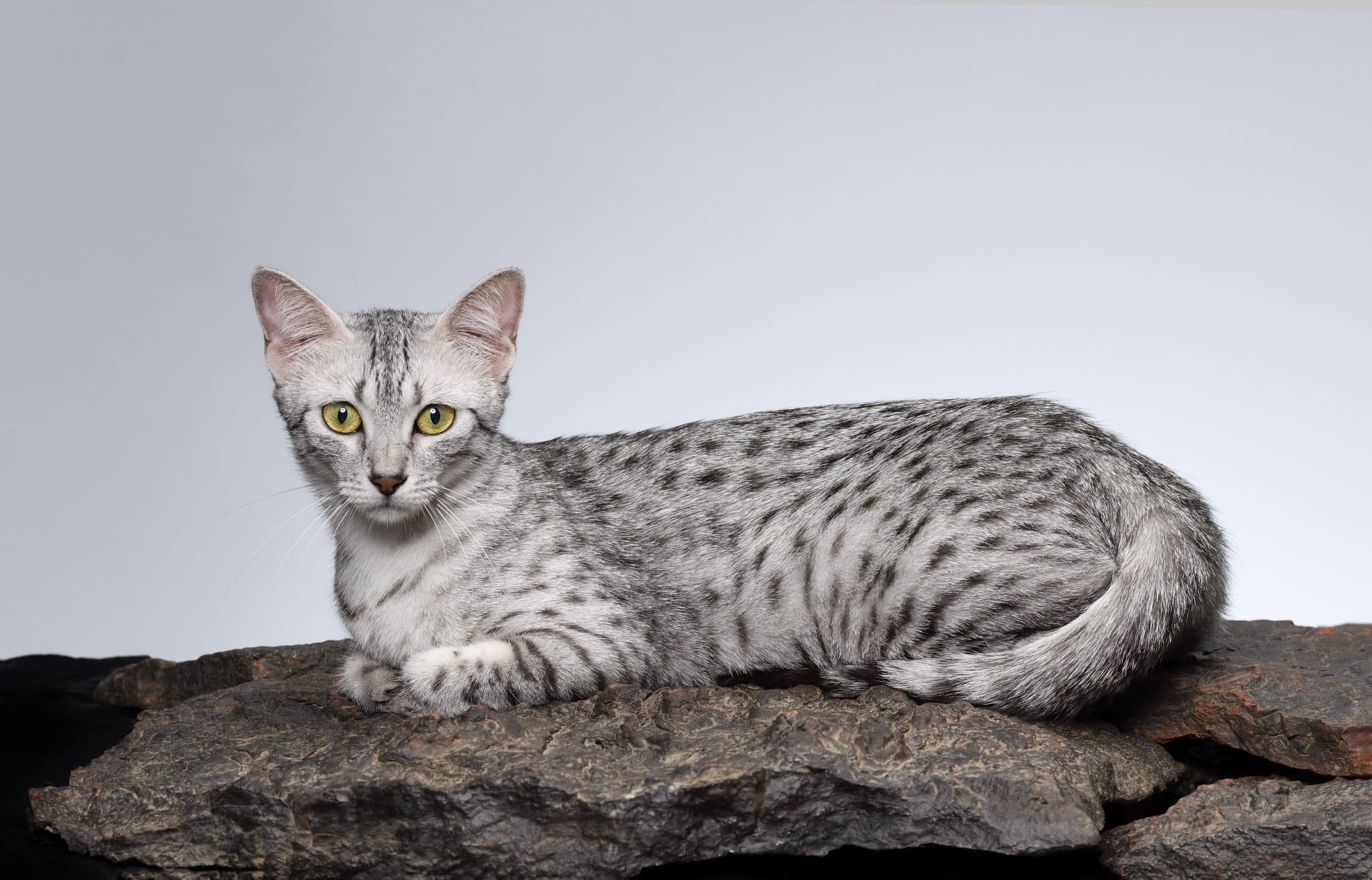 Egyptian Mau (cat breed)
