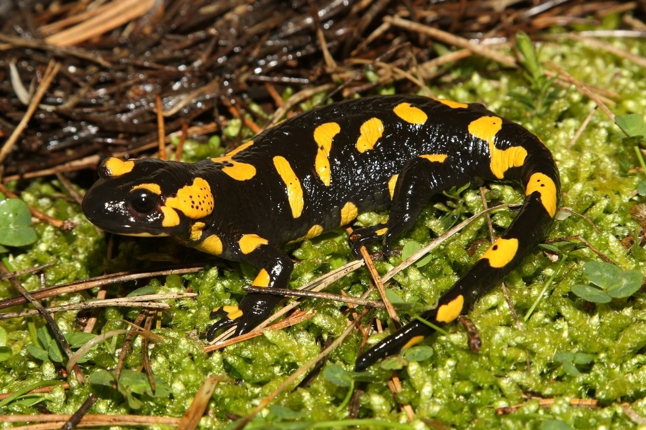 European Fire Salamander