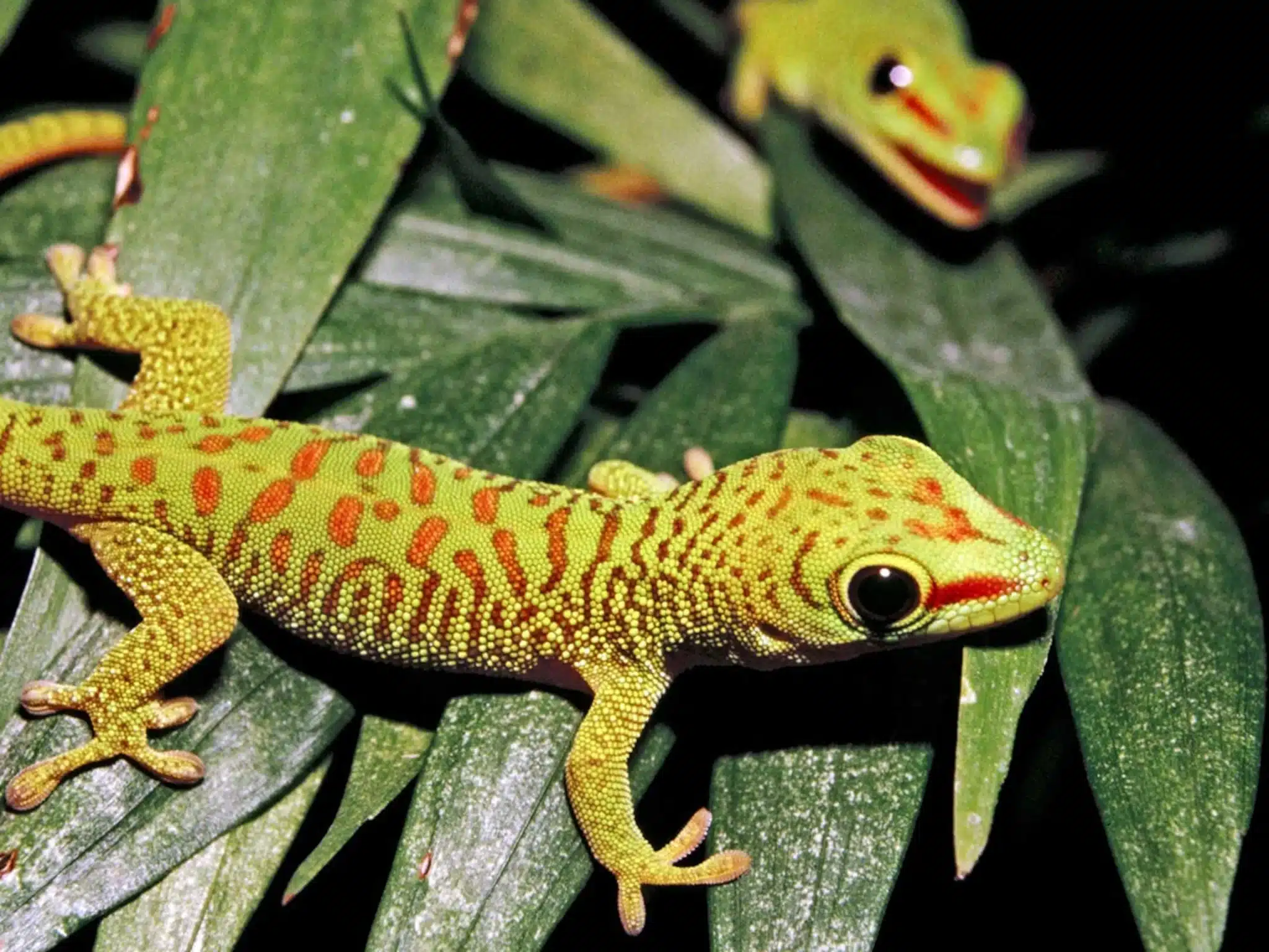 Gecko .jpg