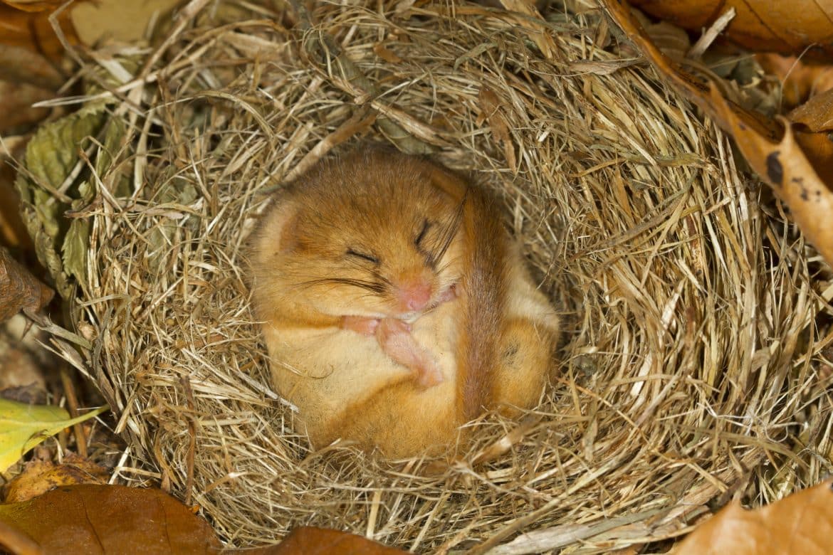 when-do-animals-start-to-hibernate