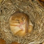when-do-animals-start-to-hibernate