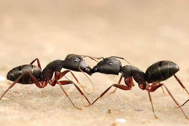 How Do Ants Communicate?