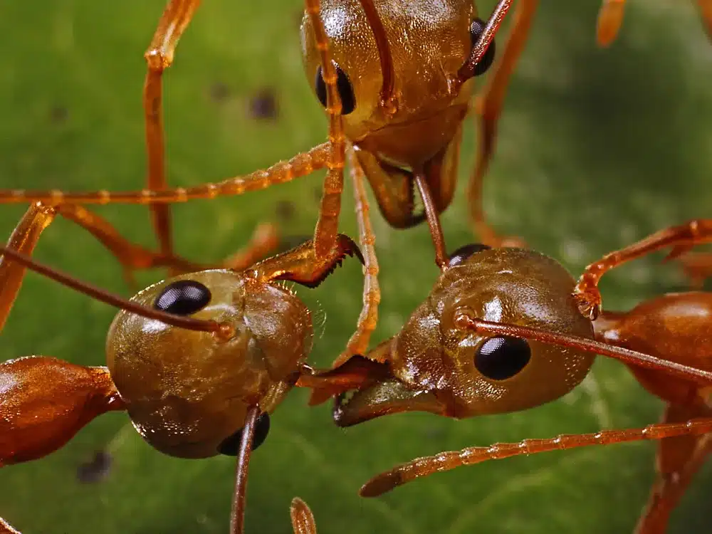 How Do Ants Connect and Live Together? .jpg