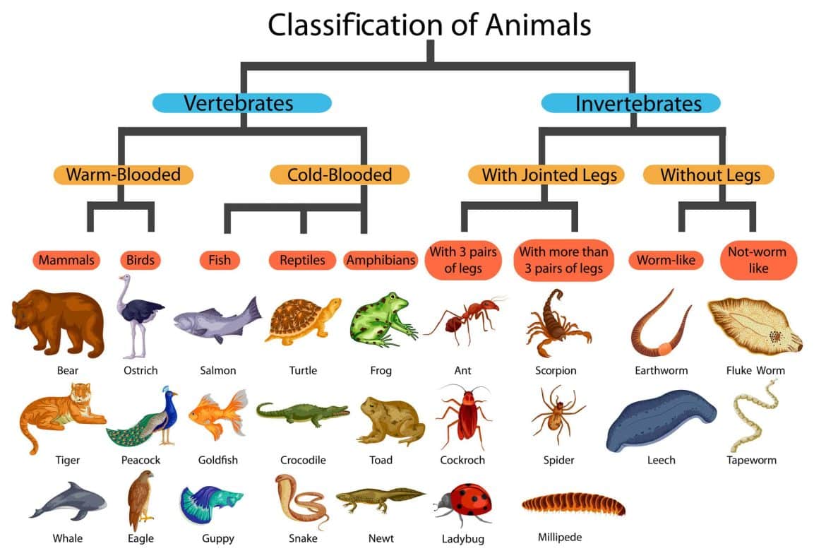 how-many-animal-families-are-there