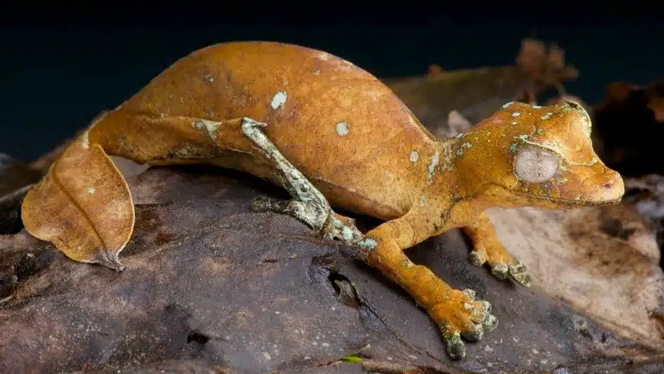 Leaf-tailed Gecko .jpg