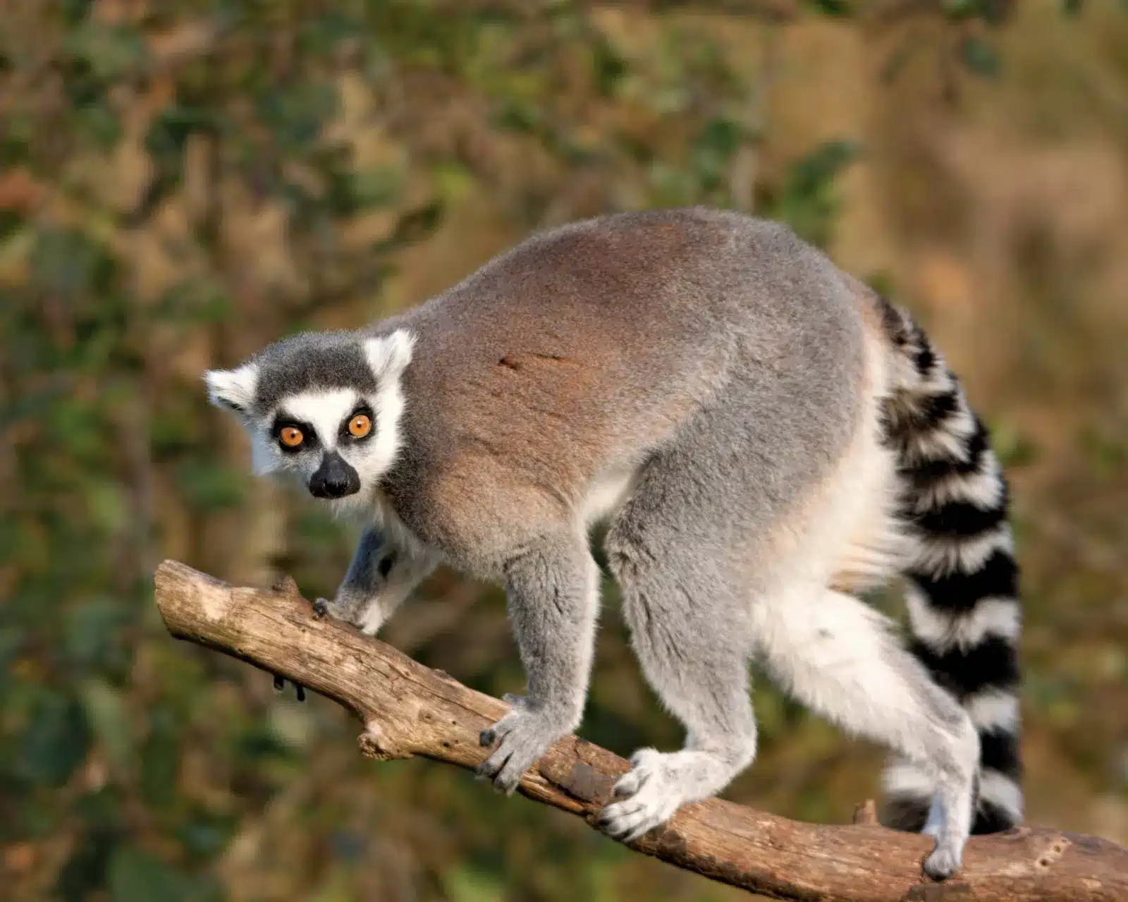 Lemur .jpg