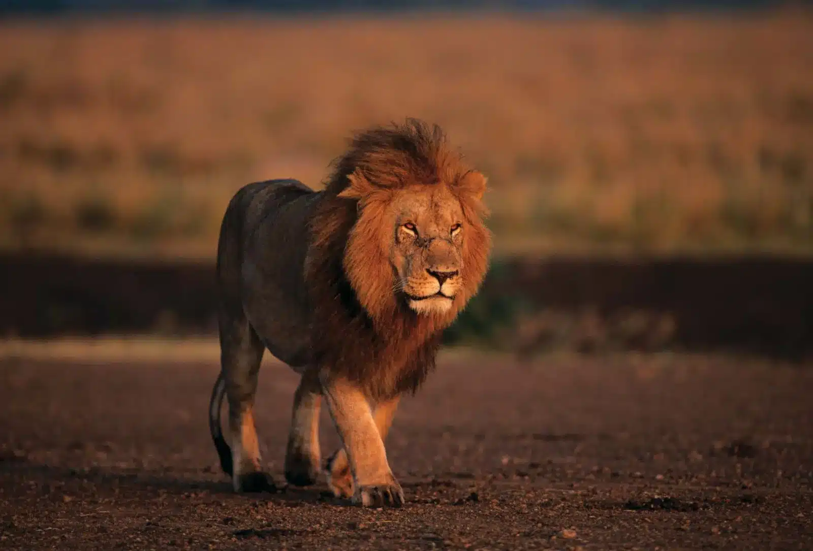 Lion .jpg