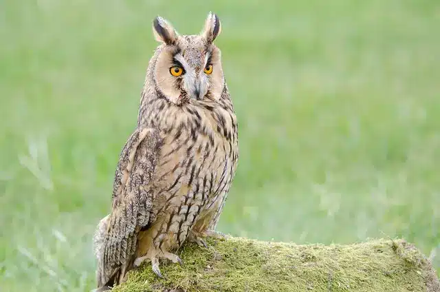 Long-eared Owl .jpg