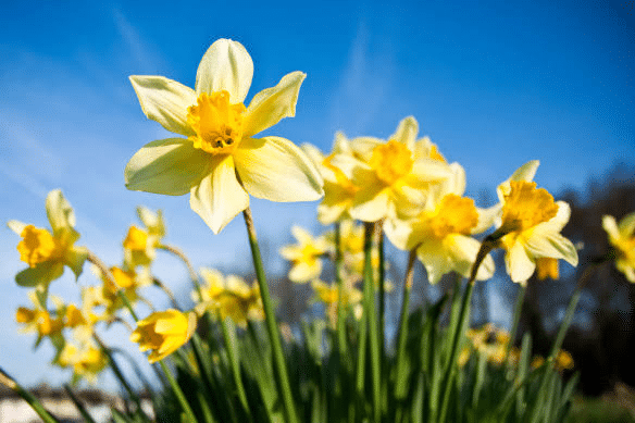 March Daffodil