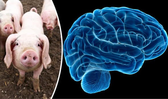 Pigs' Intelligence