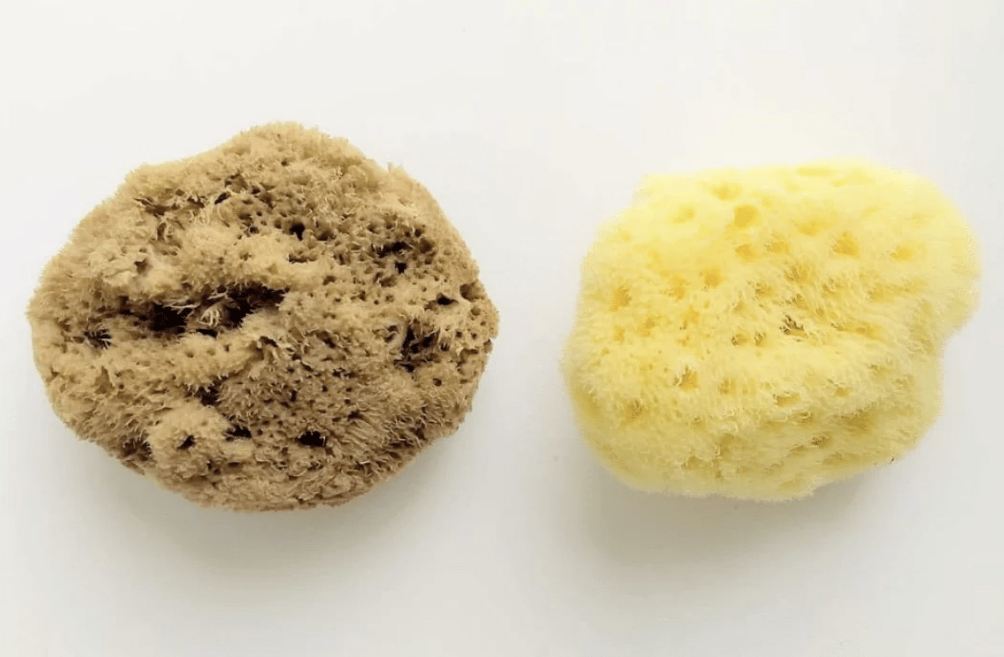 Choosing the Right Sea Sponge for Faux Painting: Wool, Grass or Cultured?