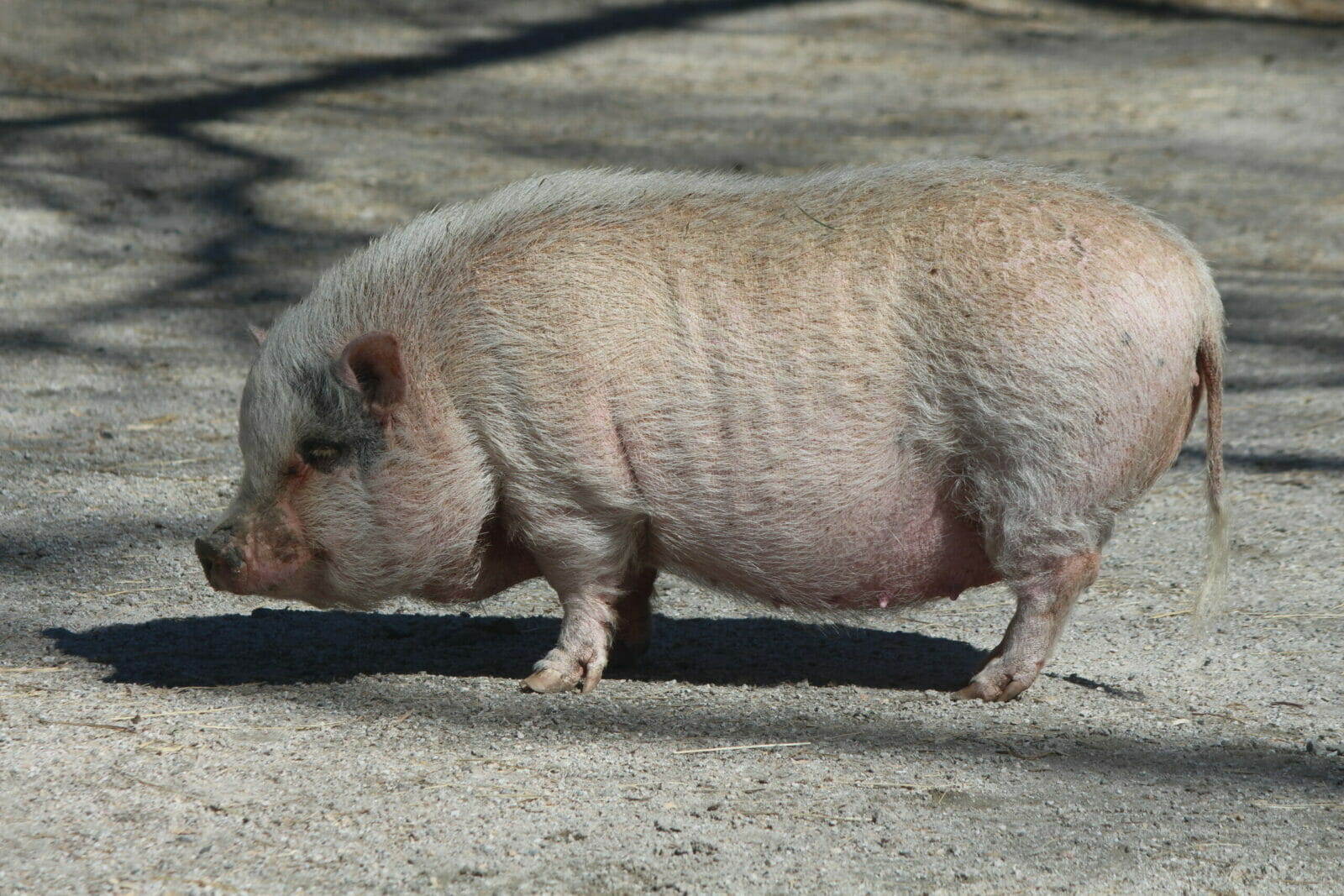 The Veitnamese Pot Bellied Pig