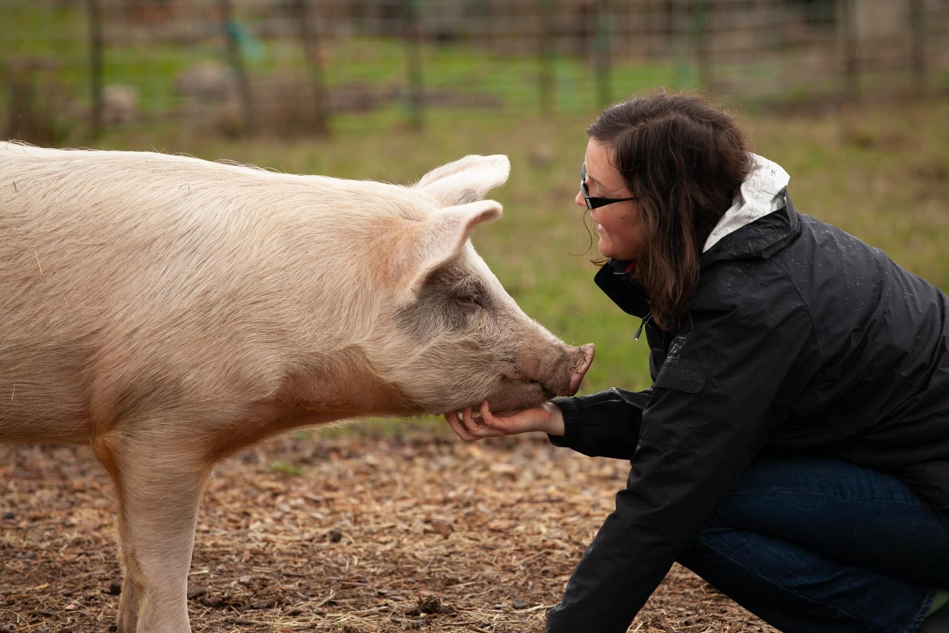 Ways in Which Pigs Communicate with Humans