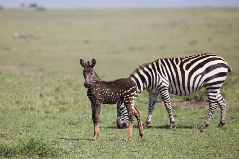 A zebra and a baby zebra standing in a field