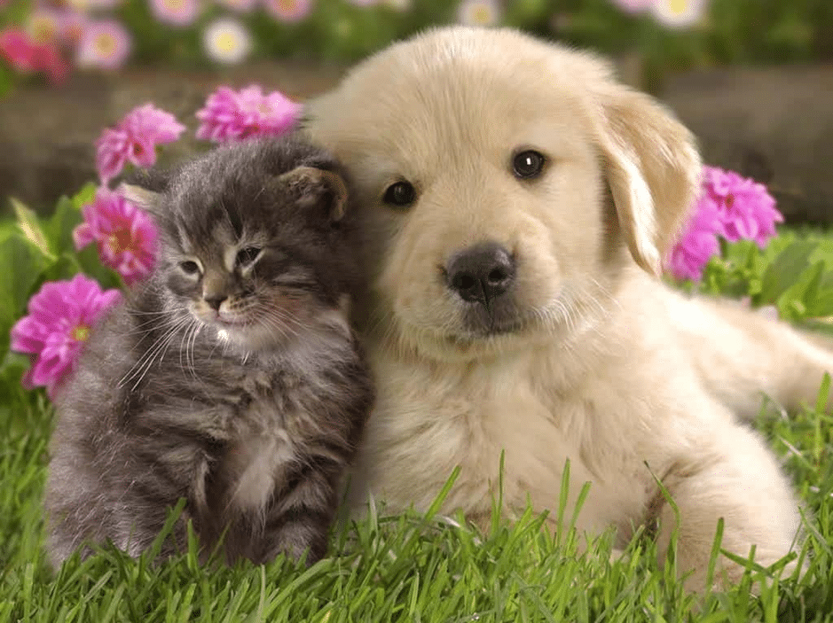 A puppy and kitten peacefully resting on the grass