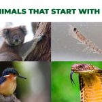animals that start with k