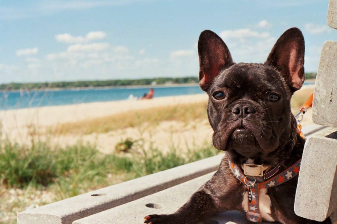 Tips For Keeping Your Dog Healthy