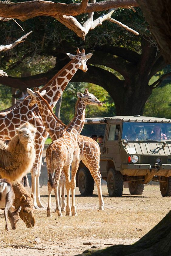 a jungle safari and a journey of giraffes