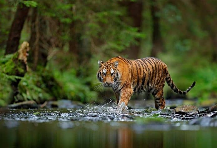 a tiger crossing the river in the jungle
