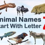Animals that start with Z