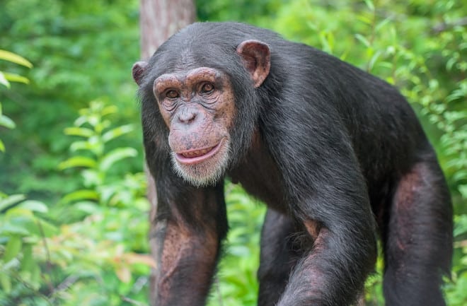 Chimpanzee's Super Strength and the Evolution