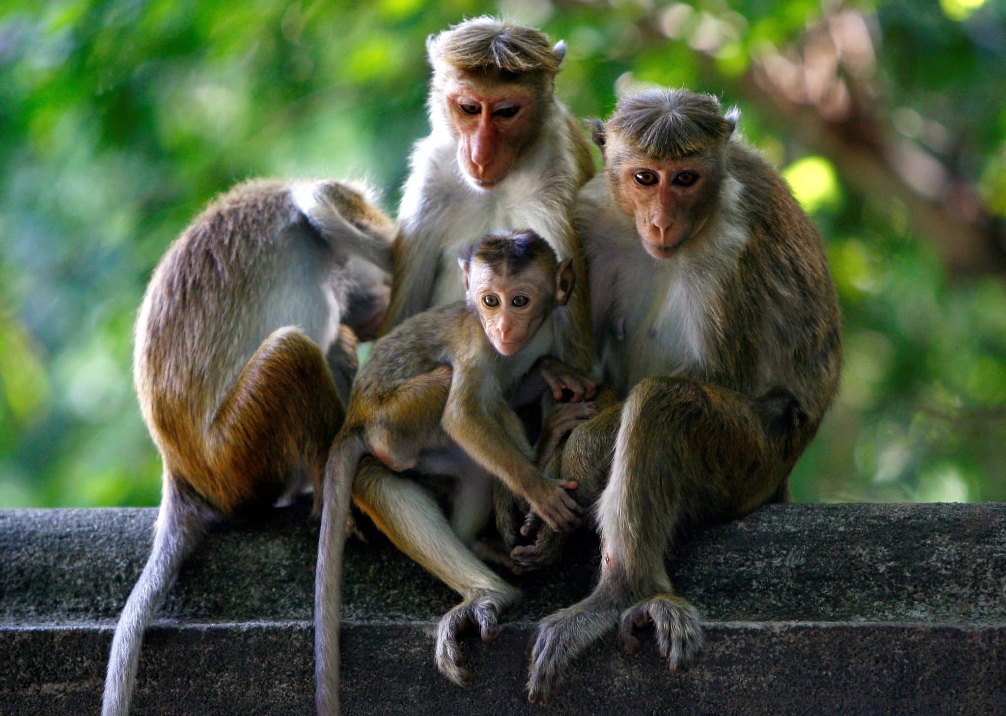A group of monkeys sitting on a ledge