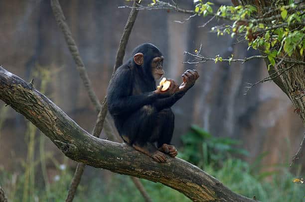 A chimpanzee enjoys an apple