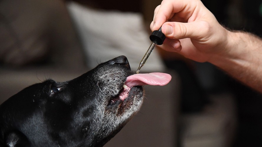 How to Administer CBD to Your Dog: