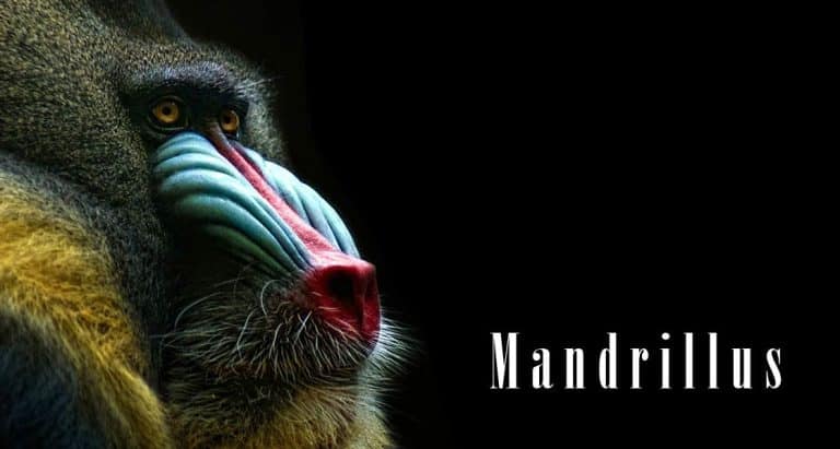 Mandrill (Mandrillus sphinx)