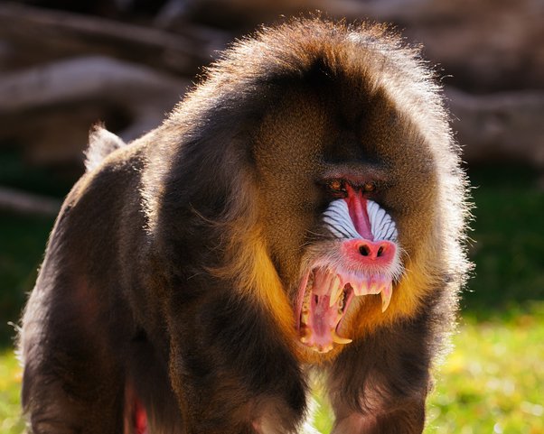 The Mandrill Monkey looking angry