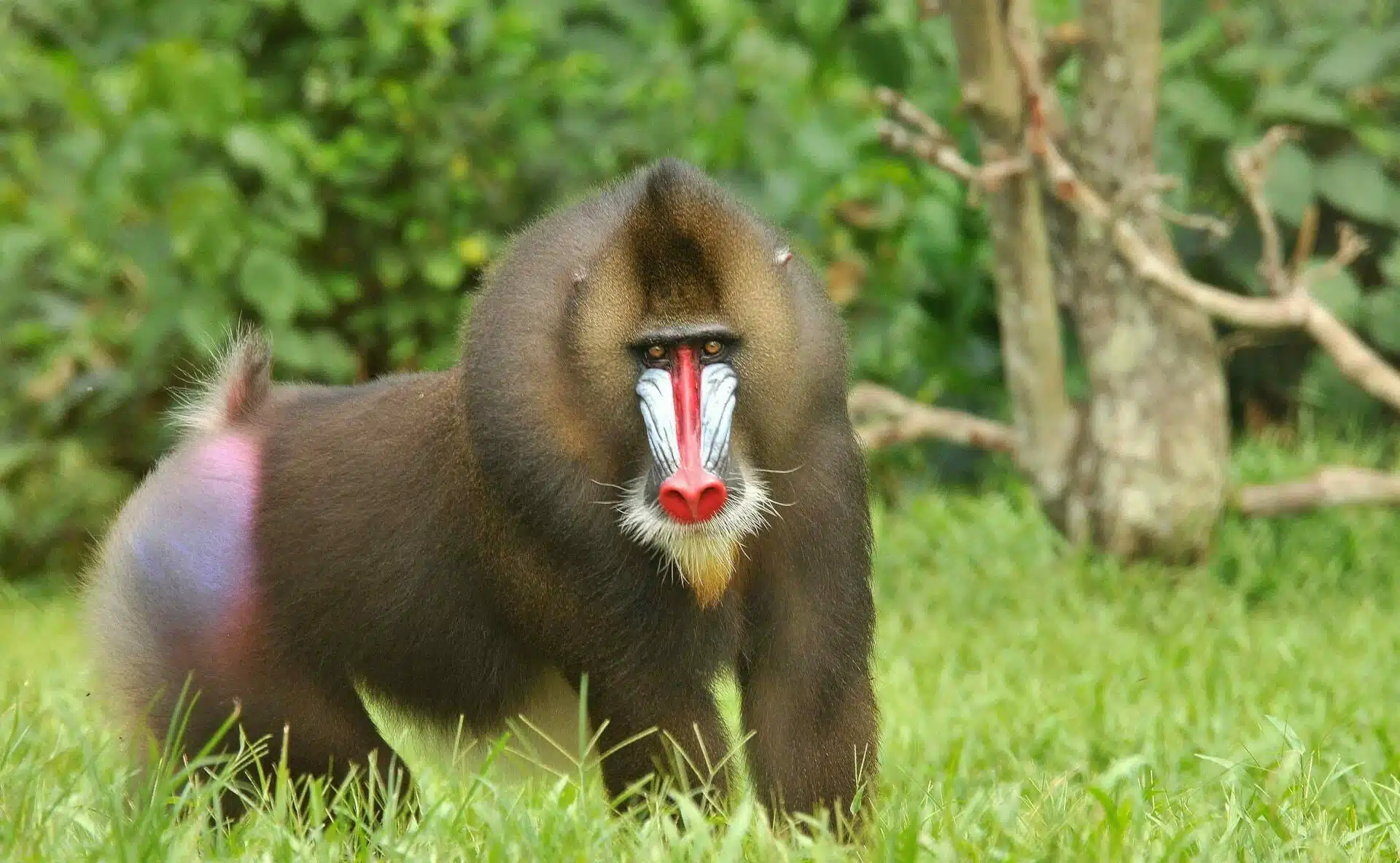 The Mandrill Monkey walking on grass
