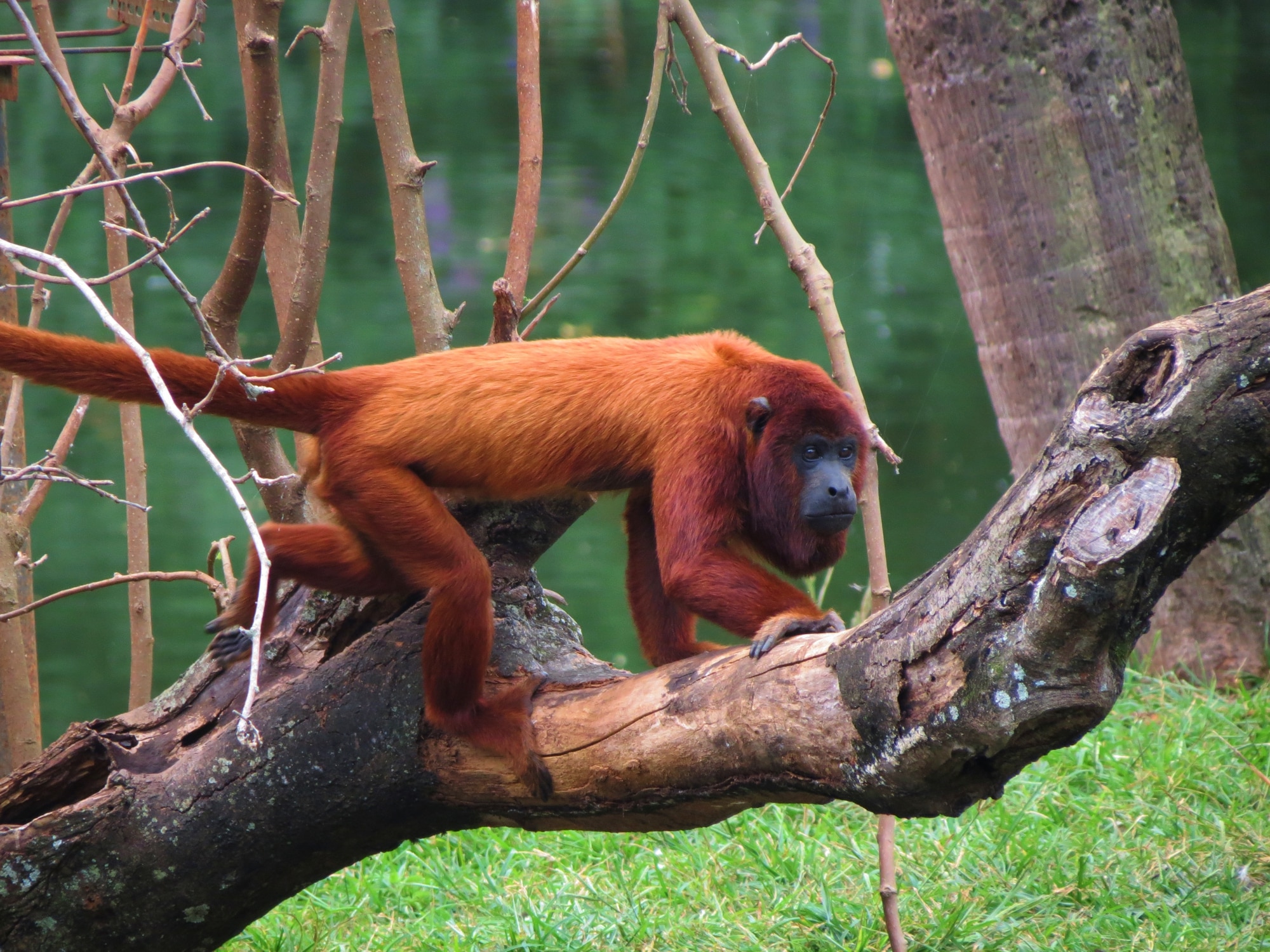 Venezuelan Red Howler Monkey