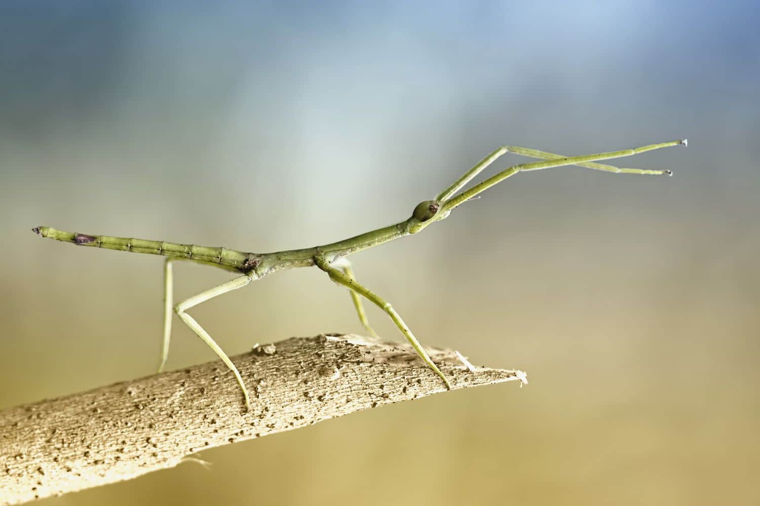Walking Stick (Insect)