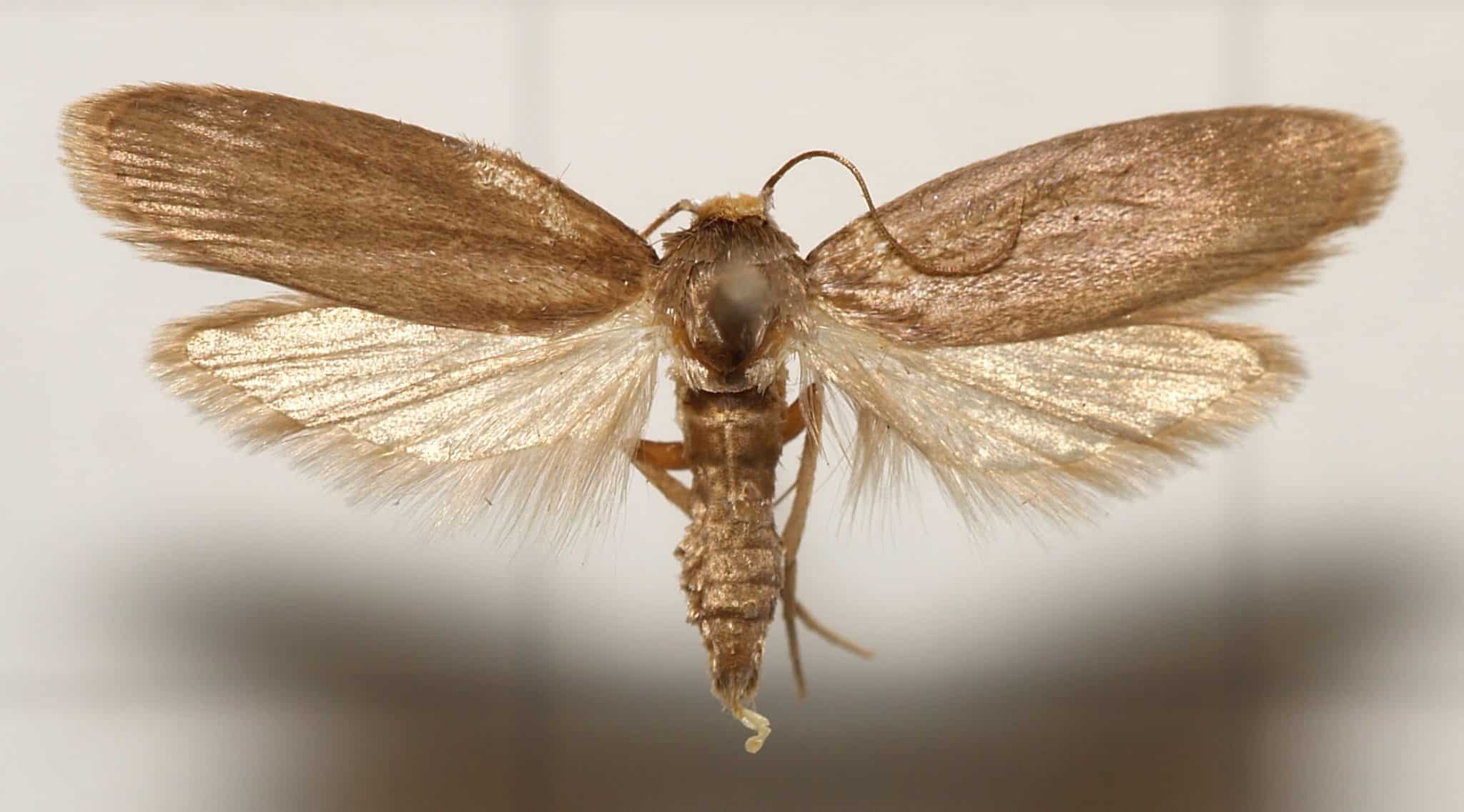 Wax-Moth