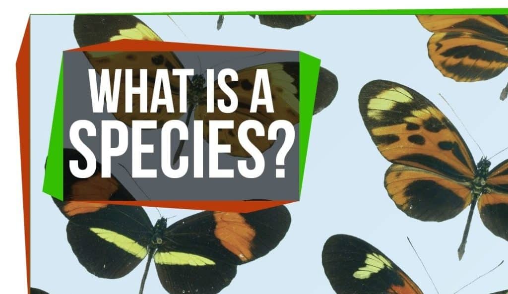 A visual representation of the concept of a species, highlighting unique traits that define and differentiate them from other organisms