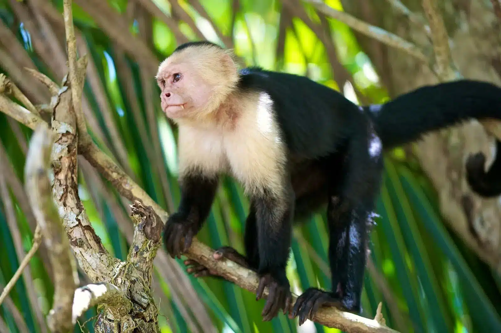 White-faced Capuchin Monkey .jpg