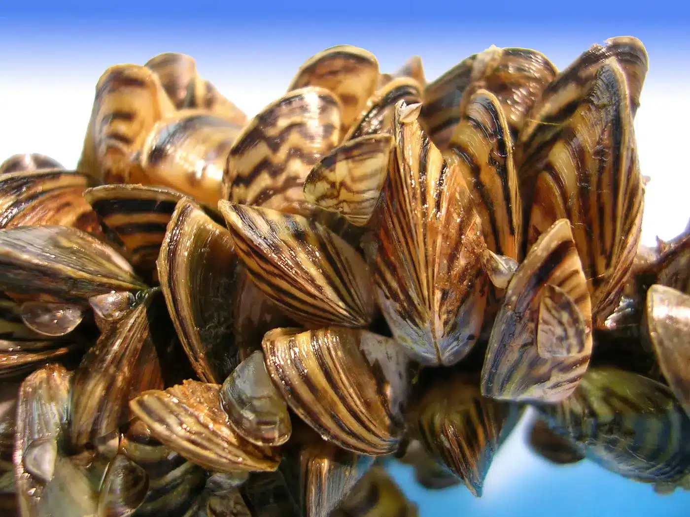 Zebra Mussels .jpg