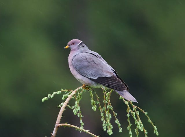 Zone-tailed Pigeon